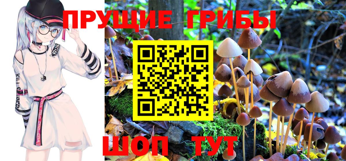 где купить наркоту  Вход с VPN  Королёв  Галлюциногенные грибы MAGIC MUSHROOMS 