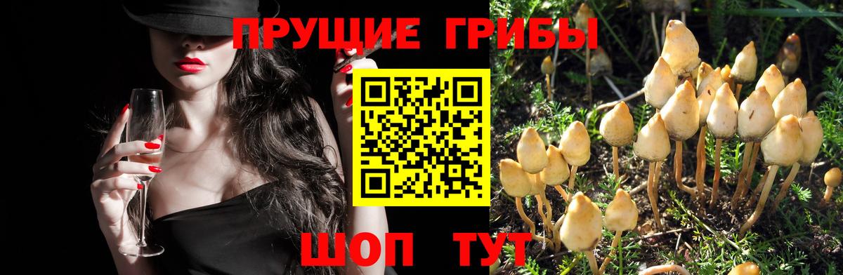 Галлюциногенные грибы GOLDEN TEACHER Королёв